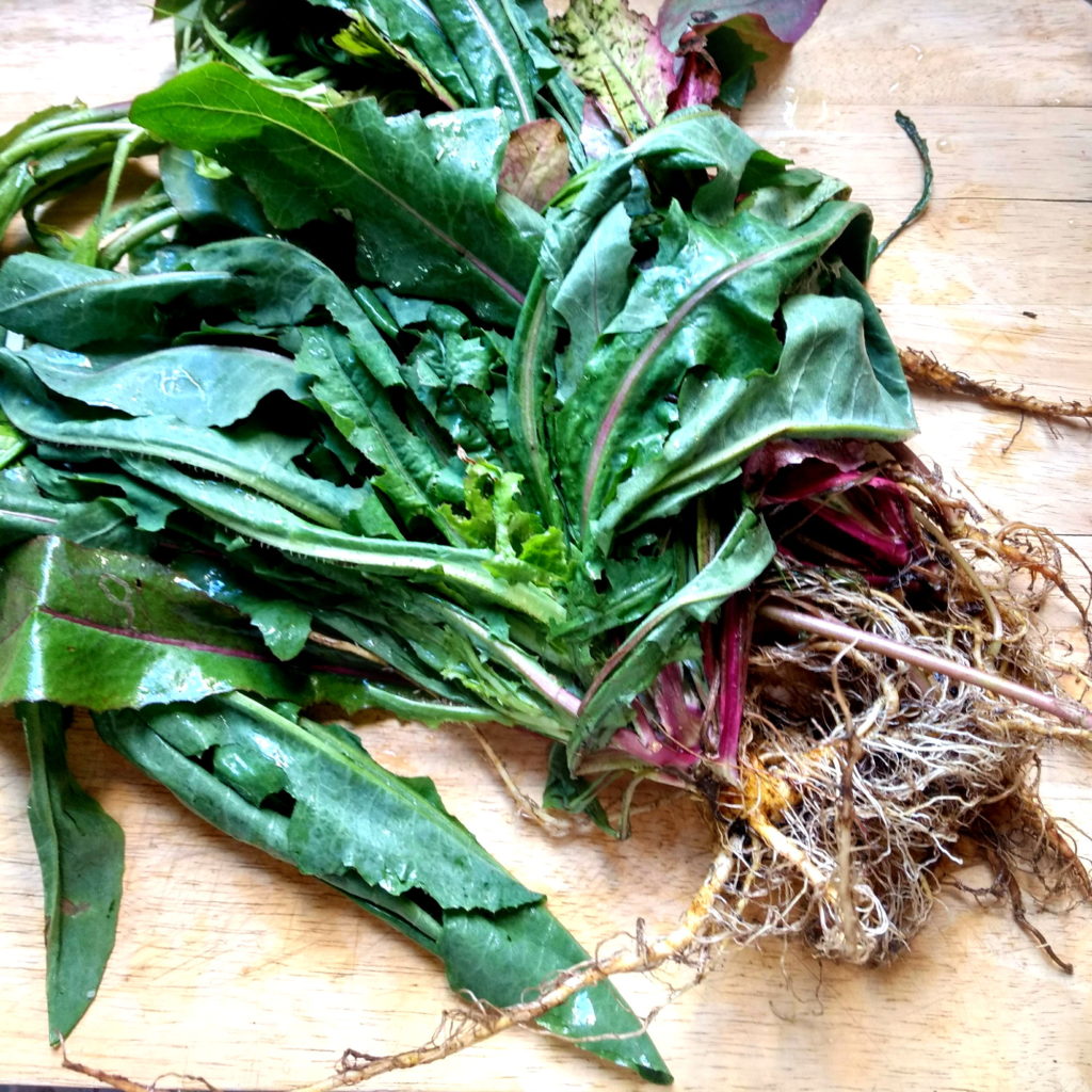 Diente león -Taraxacum officinale. material tintóreo y planta medicinal