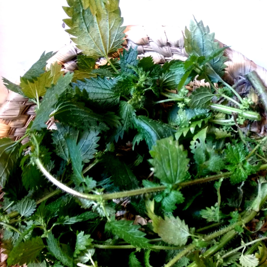 Ortiga - Urtica dioica. material tintóreo y planta medicinal