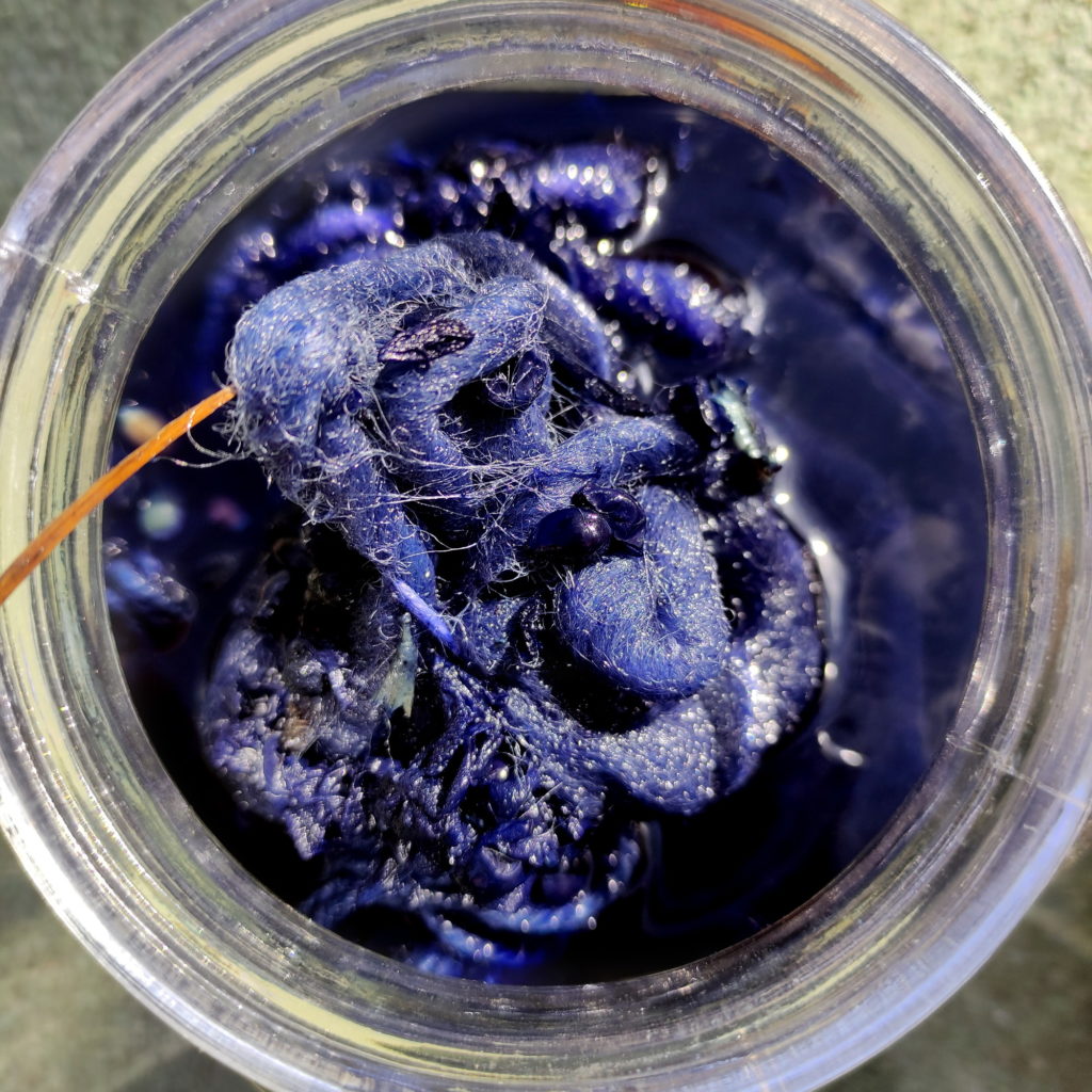 Teñido solar de lanas con frutos de palqui. A los 3 días