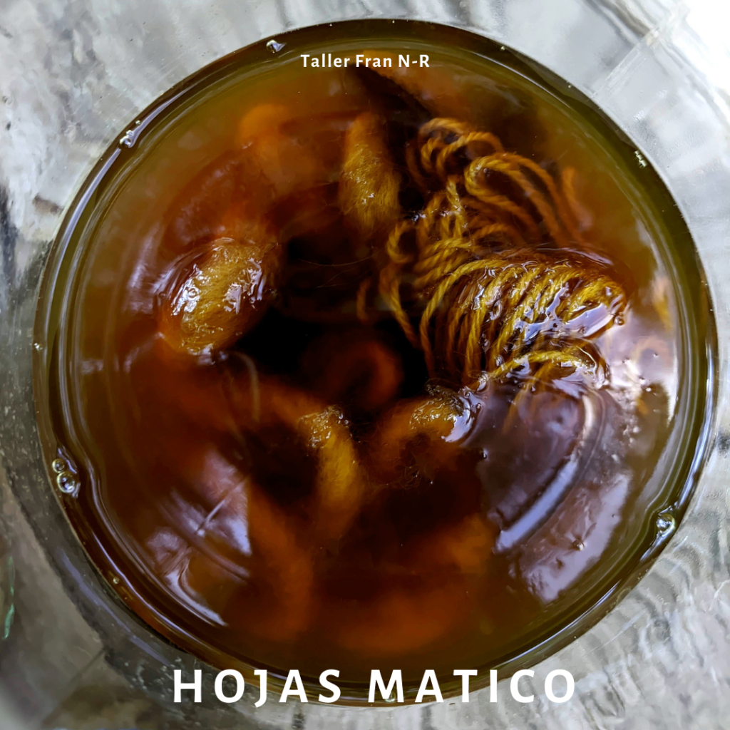 Teñido solar de lanas con hojas de matico