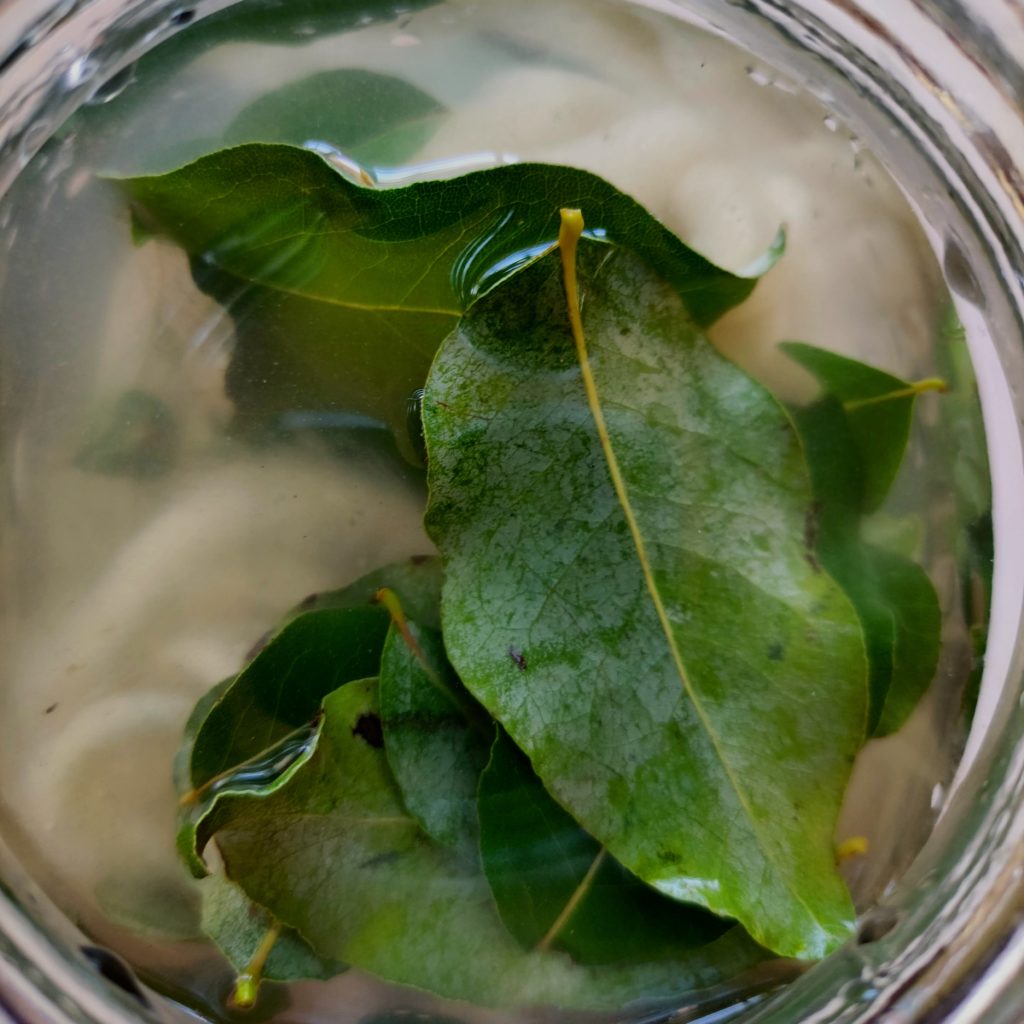 Comienzo del teñido solar de lanas con hojas de peumo