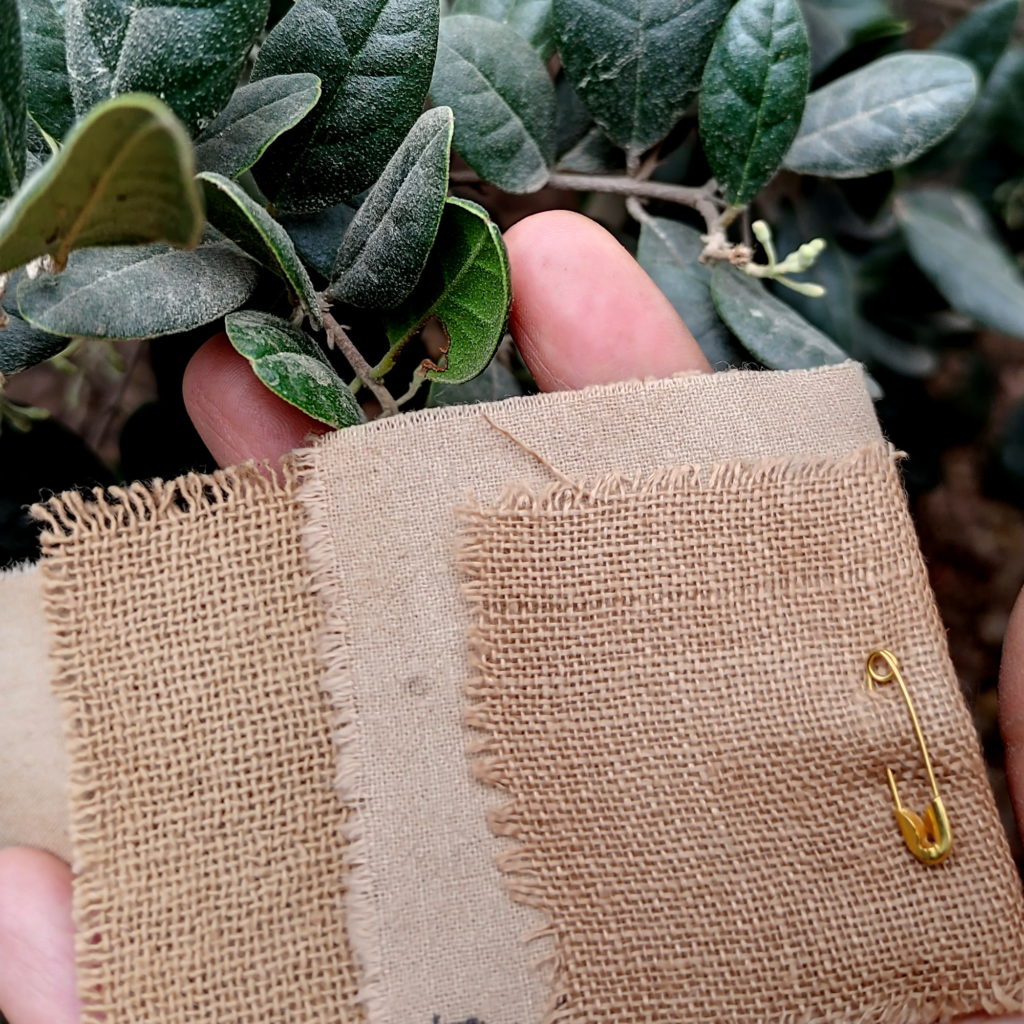 Resultado de teñido solar de lino y algodón con hojas de boldo