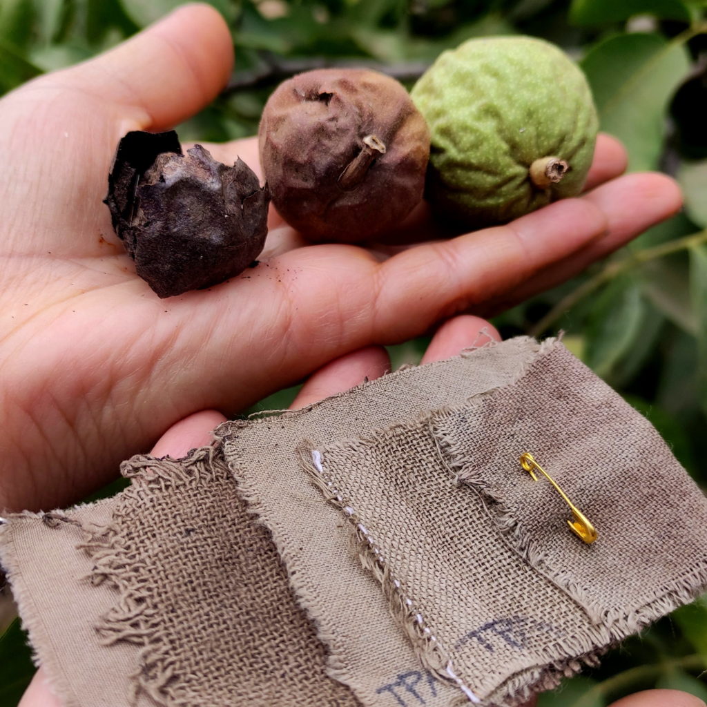 Resultado de teñido solar de lino y algodón con cáscara blanda de nuez