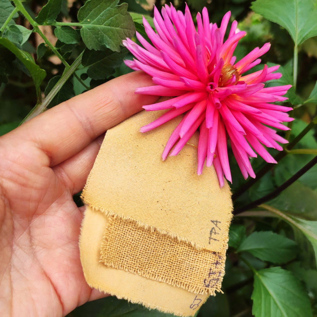 Resultado de teñido solar de lino y algodón con flores de dalia