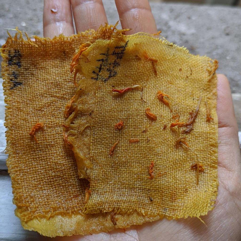Teñido solar de lino y algodón con flores de tagetes al día 7