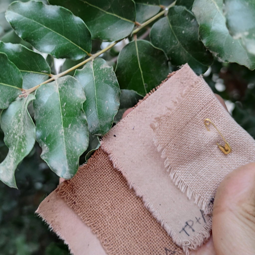 Resultado de teñido solar de lino y algodón con hojas de peumo