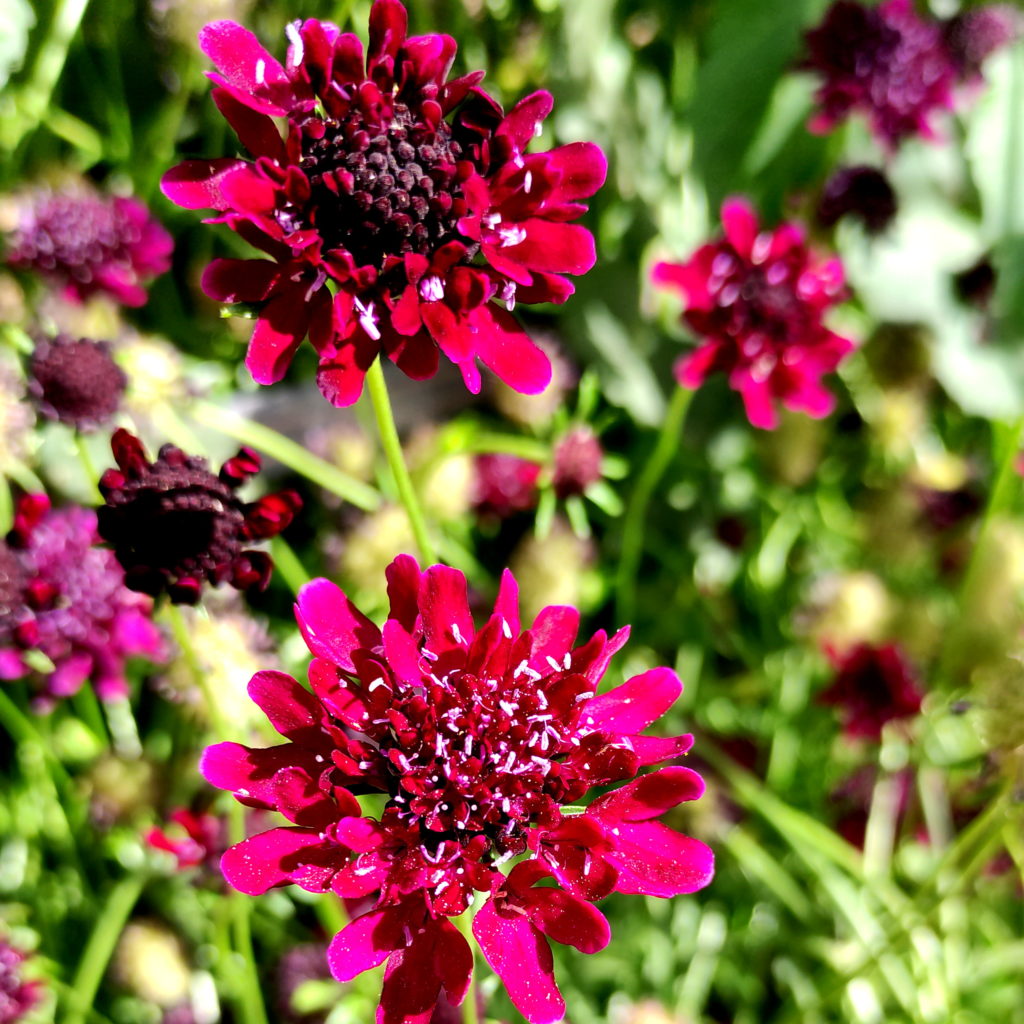 scabiosa atropurpurea