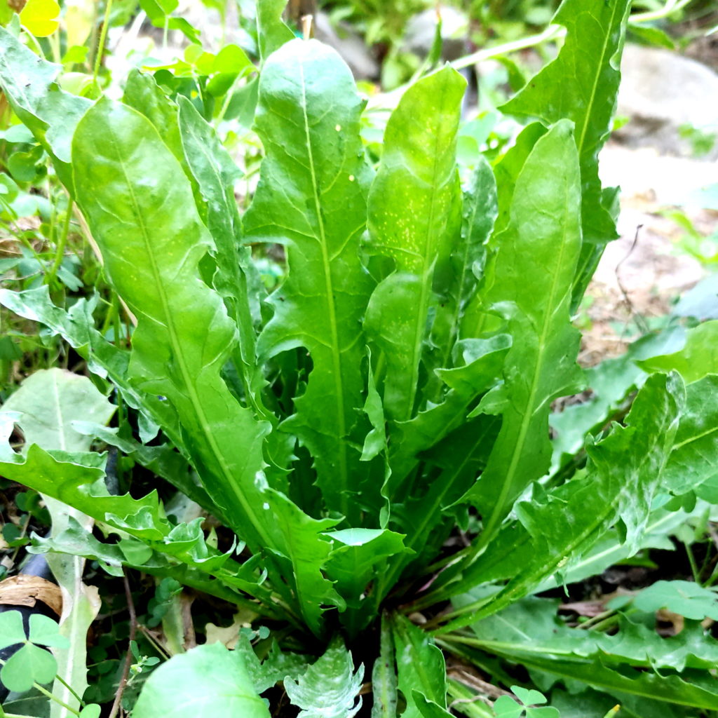 diente león